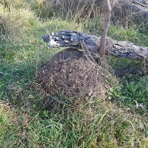 Nasutitermes exitiosus at Ainslie, ACT - 29 May 2024