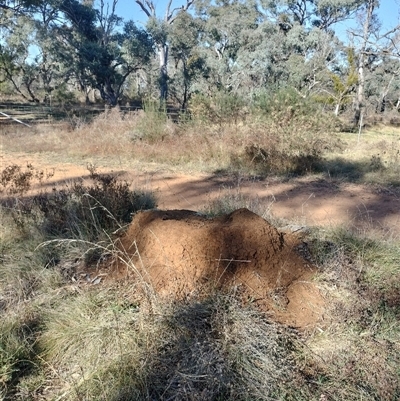 Nasutitermes exitiosus (Snouted termite, Gluegun termite) at Pialligo, ACT - 29 May 2024 by DonFletcher