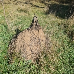 Nasutitermes exitiosus (Snouted termite, Gluegun termite) at Ainslie, ACT - 29 May 2024 by DonFletcher