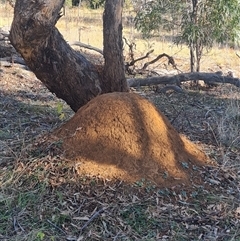 Nasutitermes exitiosus (Snouted termite, Gluegun termite) at Ainslie, ACT - 29 May 2024 by DonFletcher