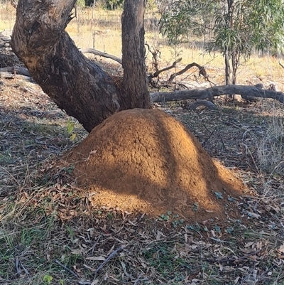 Nasutitermes exitiosus (Snouted termite, Gluegun termite) at Ainslie, ACT - 29 May 2024 by DonFletcher