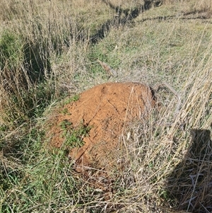 Nasutitermes exitiosus at Ainslie, ACT - suppressed