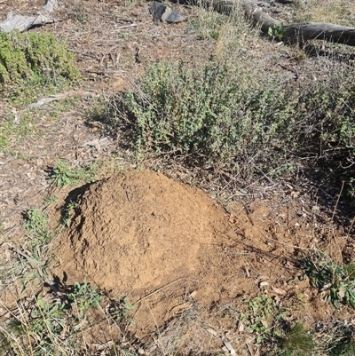 Nasutitermes exitiosus (Snouted termite, Gluegun termite) at Ainslie, ACT - 29 May 2024 by DonFletcher