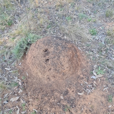 Nasutitermes exitiosus (Snouted termite, Gluegun termite) at Ainslie, ACT - 29 May 2024 by DonFletcher
