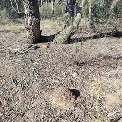 Nasutitermes exitiosus (Snouted termite, Gluegun termite) at Pialligo, ACT - 29 May 2024 by DonFletcher