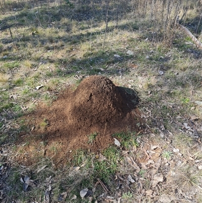 Nasutitermes exitiosus (Snouted termite, Gluegun termite) at Ainslie, ACT - 29 May 2024 by DonFletcher