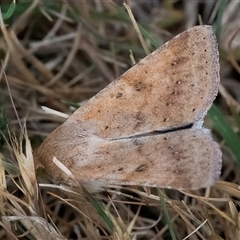 Helicoverpa (genus) at Googong, NSW - 5 Nov 2024 03:24 PM