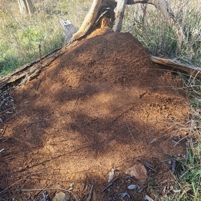 Nasutitermes exitiosus (Snouted termite, Gluegun termite) at Ainslie, ACT - 29 May 2024 by DonFletcher