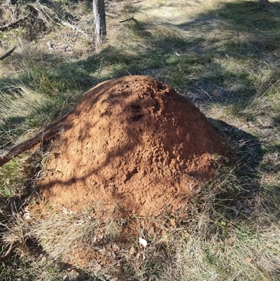 Nasutitermes exitiosus (Snouted termite, Gluegun termite) at Ainslie, ACT - 29 May 2024 by DonFletcher