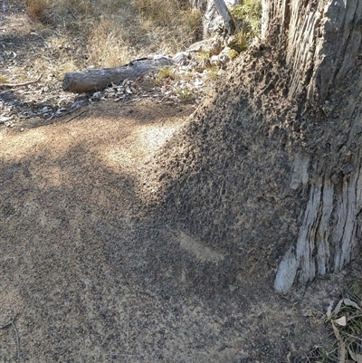 Nasutitermes exitiosus (Snouted termite, Gluegun termite) at Watson, ACT - 29 May 2024 by DonFletcher