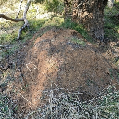 Nasutitermes exitiosus (Snouted termite, Gluegun termite) at Watson, ACT - 29 May 2024 by DonFletcher