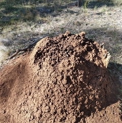 Nasutitermes exitiosus (Snouted termite, Gluegun termite) at Watson, ACT - 29 May 2024 by DonFletcher