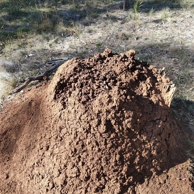 Nasutitermes exitiosus (Snouted termite, Gluegun termite) at Watson, ACT - 29 May 2024 by DonFletcher