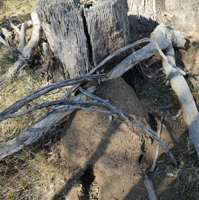 Nasutitermes exitiosus (Snouted termite, Gluegun termite) at Watson, ACT - 29 May 2024 by DonFletcher