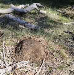 Nasutitermes exitiosus (Snouted termite, Gluegun termite) at Watson, ACT - 29 May 2024 by DonFletcher