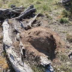 Nasutitermes exitiosus (Snouted termite, Gluegun termite) at Watson, ACT - 29 May 2024 by DonFletcher