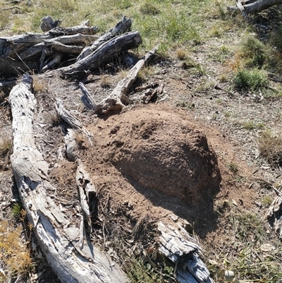 Nasutitermes exitiosus (Snouted termite, Gluegun termite) at Watson, ACT - 29 May 2024 by DonFletcher