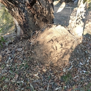 Nasutitermes exitiosus at Watson, ACT - 29 May 2024