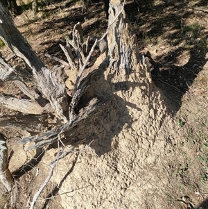 Nasutitermes exitiosus at Watson, ACT - 29 May 2024