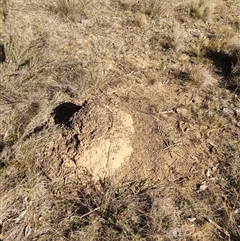 Nasutitermes exitiosus (Snouted termite, Gluegun termite) at Watson, ACT - 29 May 2024 by DonFletcher