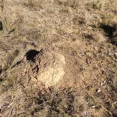 Nasutitermes exitiosus (Snouted termite, Gluegun termite) at Watson, ACT - 29 May 2024 by DonFletcher