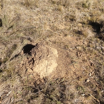 Nasutitermes exitiosus (Snouted termite, Gluegun termite) at Watson, ACT - 29 May 2024 by DonFletcher