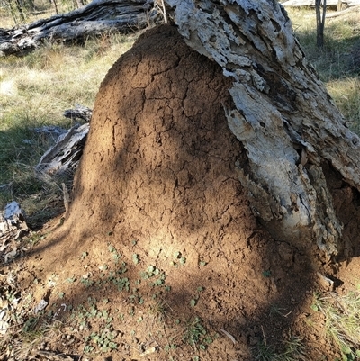 Nasutitermes exitiosus (Snouted termite, Gluegun termite) at Watson, ACT - 29 May 2024 by DonFletcher