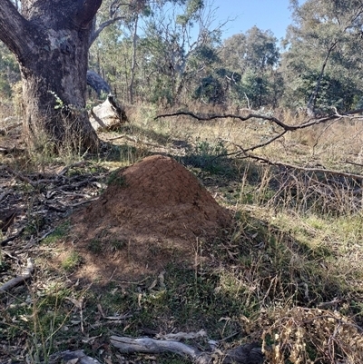 Nasutitermes exitiosus (Snouted termite, Gluegun termite) at Pialligo, ACT - 29 May 2024 by DonFletcher