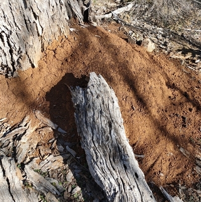 Nasutitermes exitiosus (Snouted termite, Gluegun termite) at Watson, ACT - 29 May 2024 by DonFletcher