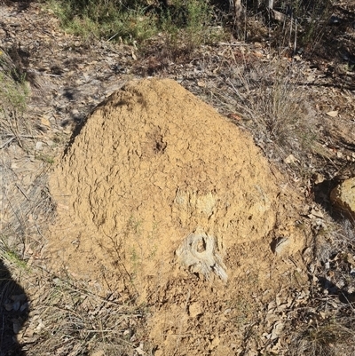 Nasutitermes exitiosus (Snouted termite, Gluegun termite) at Hackett, ACT - 29 May 2024 by DonFletcher