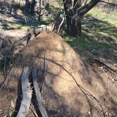 Nasutitermes exitiosus (Snouted termite, Gluegun termite) at Hackett, ACT - 29 May 2024 by DonFletcher