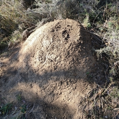 Nasutitermes exitiosus (Snouted termite, Gluegun termite) at Watson, ACT - 29 May 2024 by DonFletcher