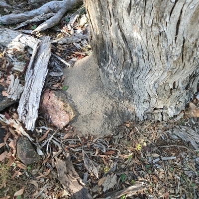 Nasutitermes exitiosus (Snouted termite, Gluegun termite) at Watson, ACT - 29 May 2024 by DonFletcher