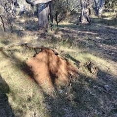 Nasutitermes exitiosus (Snouted termite, Gluegun termite) at Pialligo, ACT - 29 May 2024 by DonFletcher