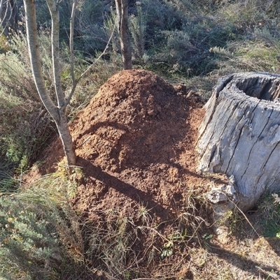 Nasutitermes exitiosus (Snouted termite, Gluegun termite) at Hackett, ACT - 29 May 2024 by DonFletcher