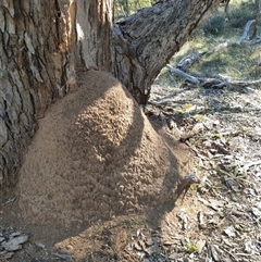 Nasutitermes exitiosus (Snouted termite, Gluegun termite) at Watson, ACT - 29 May 2024 by DonFletcher