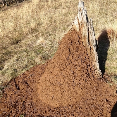 Nasutitermes exitiosus (Snouted termite, Gluegun termite) at Watson, ACT - 29 May 2024 by DonFletcher