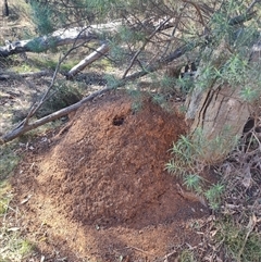 Nasutitermes exitiosus (Snouted termite, Gluegun termite) at Hackett, ACT - 29 May 2024 by DonFletcher