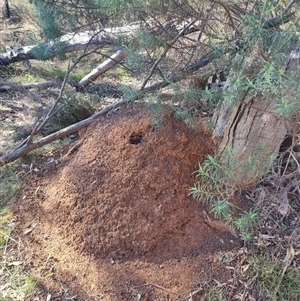 Nasutitermes exitiosus at Hackett, ACT - suppressed