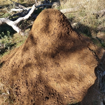 Nasutitermes exitiosus (Snouted termite, Gluegun termite) at Watson, ACT - 29 May 2024 by DonFletcher