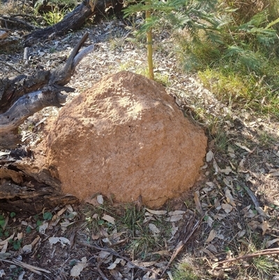 Nasutitermes exitiosus (Snouted termite, Gluegun termite) at Hackett, ACT - 29 May 2024 by DonFletcher