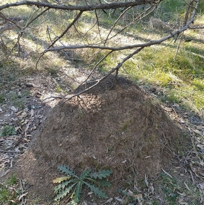 Nasutitermes exitiosus (Snouted termite, Gluegun termite) at Watson, ACT - 29 May 2024 by DonFletcher