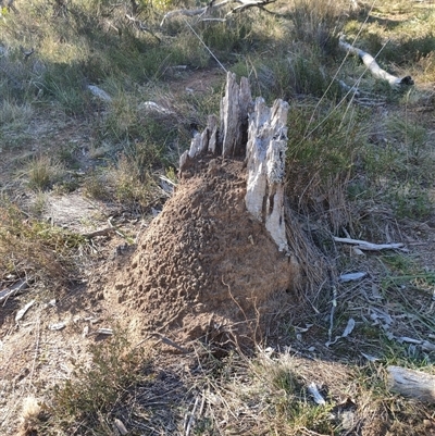 Nasutitermes exitiosus (Snouted termite, Gluegun termite) at Watson, ACT - 29 May 2024 by DonFletcher