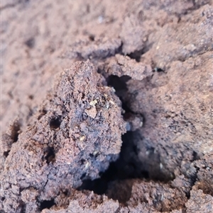 Nasutitermes exitiosus at Hackett, ACT - 29 May 2024