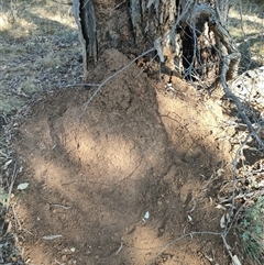 Nasutitermes exitiosus (Snouted termite, Gluegun termite) at Watson, ACT - 29 May 2024 by DonFletcher