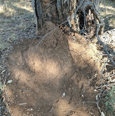 Nasutitermes exitiosus (Snouted termite, Gluegun termite) at Watson, ACT - 29 May 2024 by DonFletcher