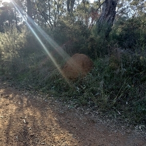 Nasutitermes exitiosus at Campbell, ACT - suppressed