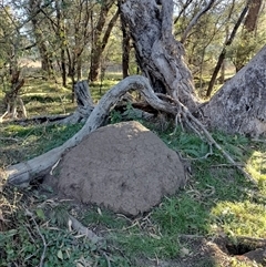 Nasutitermes exitiosus (Snouted termite, Gluegun termite) at Campbell, ACT - 29 May 2024 by DonFletcher