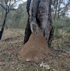 Nasutitermes exitiosus (Snouted termite, Gluegun termite) at Campbell, ACT - 29 May 2024 by DonFletcher