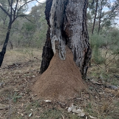 Nasutitermes exitiosus (Snouted termite, Gluegun termite) at Campbell, ACT - 29 May 2024 by DonFletcher